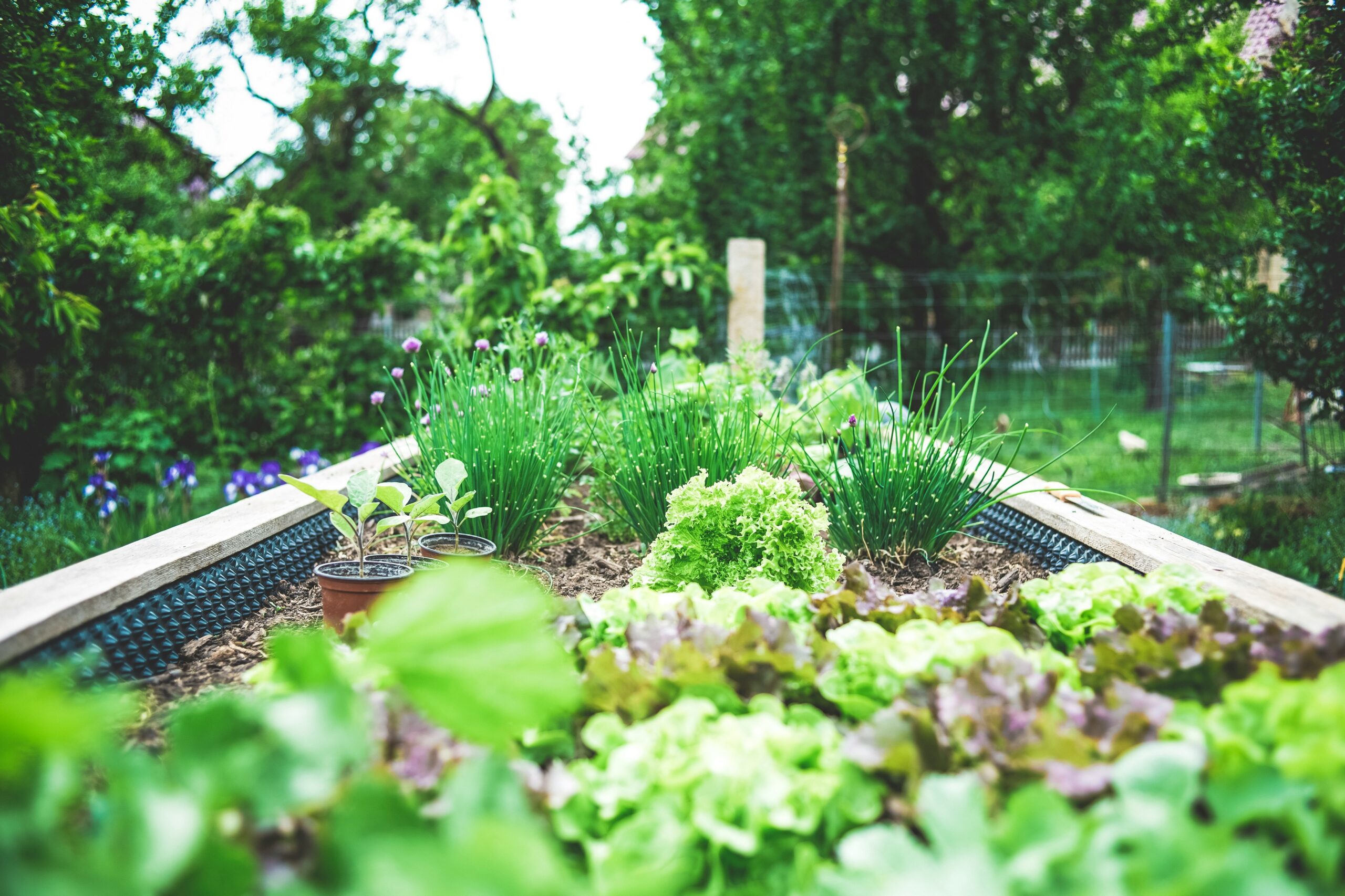 Un potager en carrés luxuriant démontrant les résultats d'une première récolte réussie