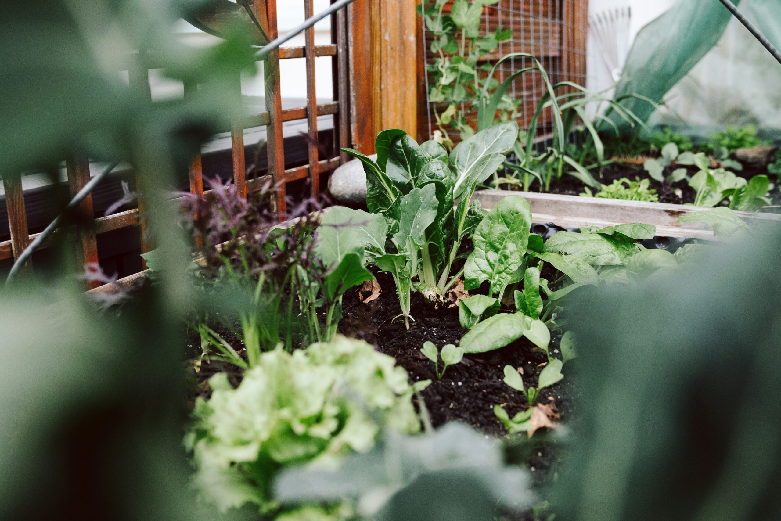 Légumes verts luxuriants cultivés dans un carré de potager surélevé en bois