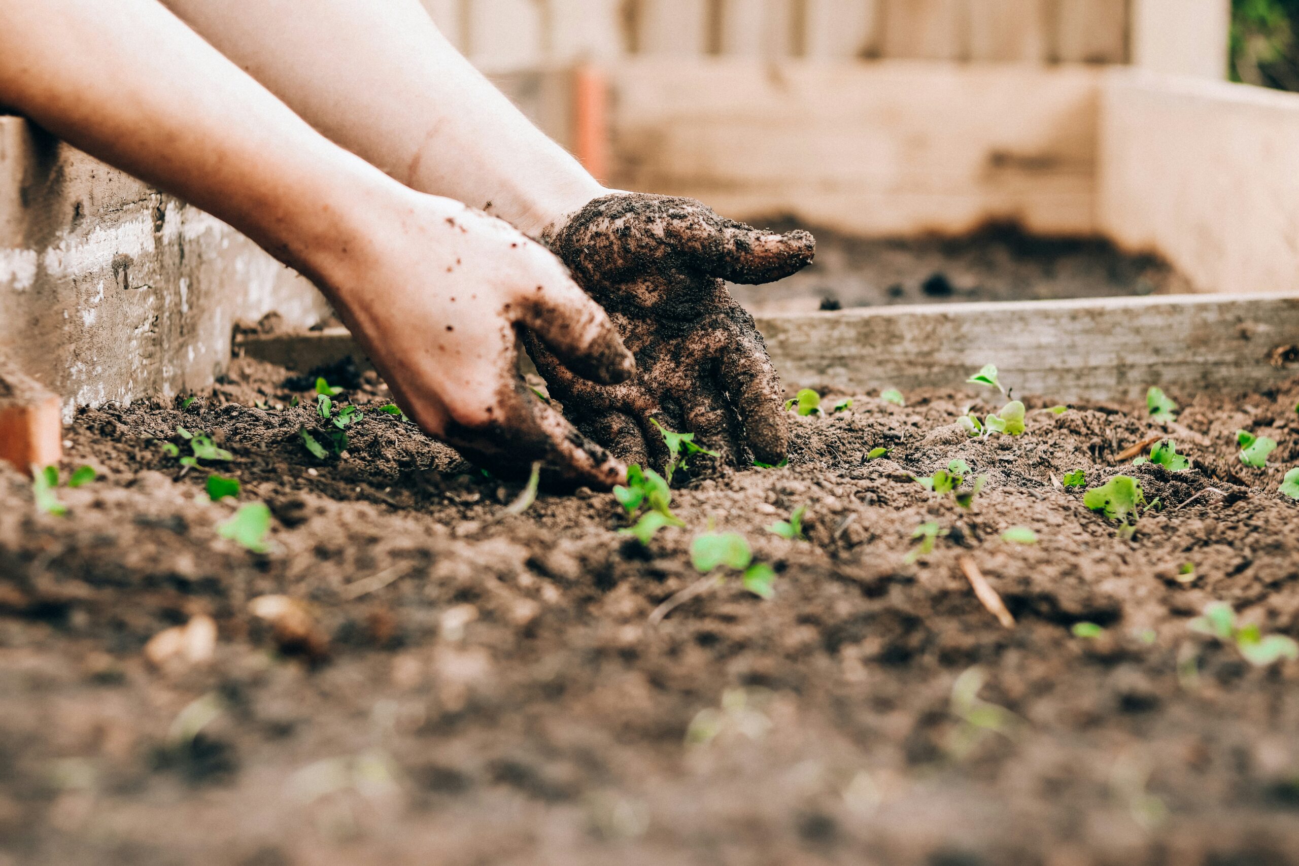 Mains préparant le sol et plantant des semis dans un carré de potager