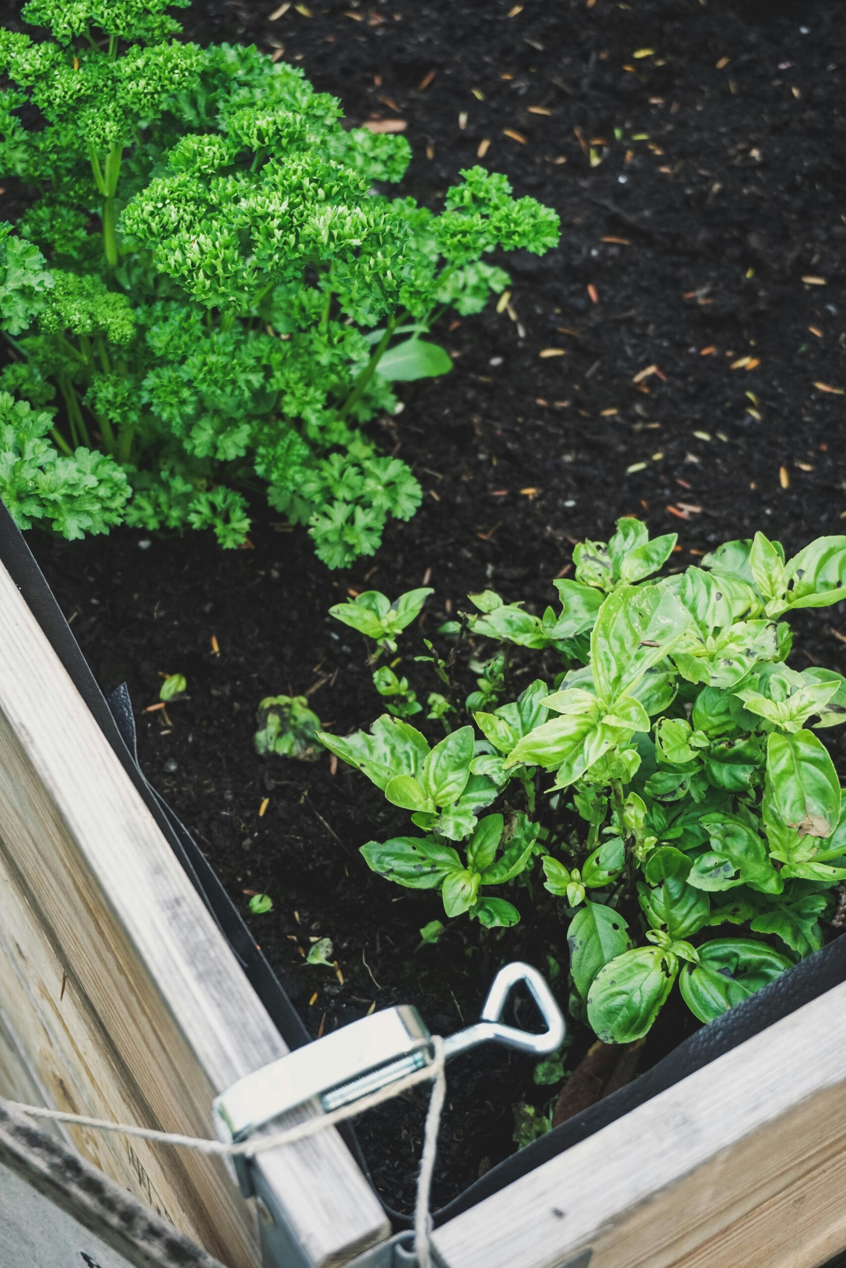 Basilic et persil frais cultivés dans un bac de jardinage en bois rempli de terreau riche