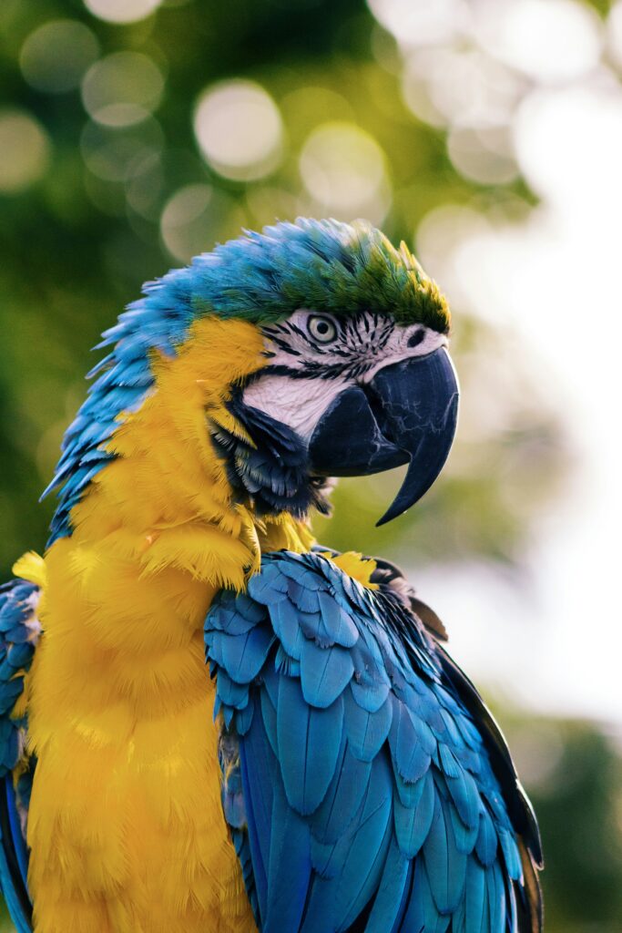 Ara bleu et jaune photographié en gros plan, démontrant la maîtrise de la lumière naturelle en photographie animalière
